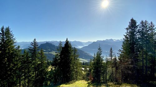 Scenic view of pine trees against sky on sunny day