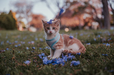 cat