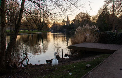 View of swan in lake