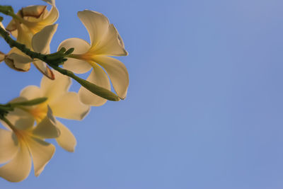 Low angle view of flowering plant against clear blue sky