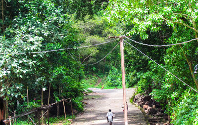 People on walkway amidst trees in forest