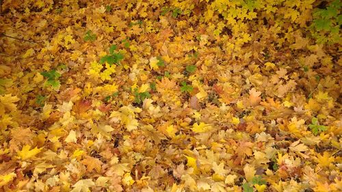 Full frame of leaves on field