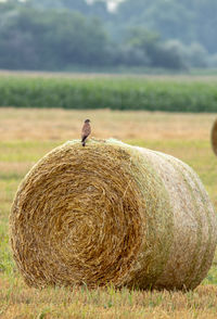 Close-up of a bird on field