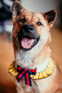 Close-up portrait of dog looking at camera