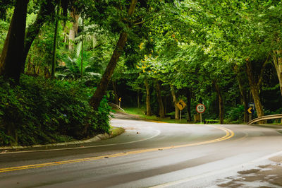 Empty road amidst trees