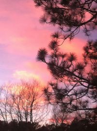 Low angle view of bare trees against sky