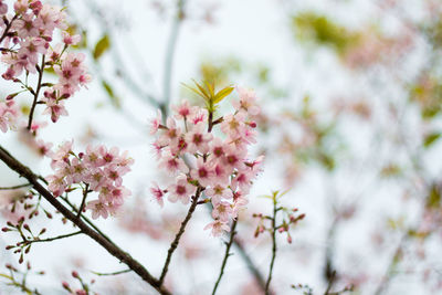 Close-up of pink cherry blossoms in spring