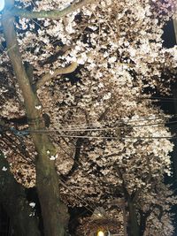 Low angle view of flowers on tree