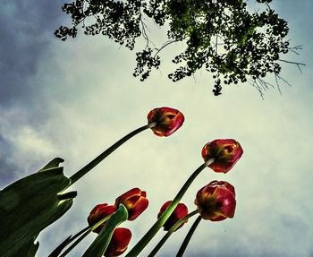 Low angle view of trees against sky