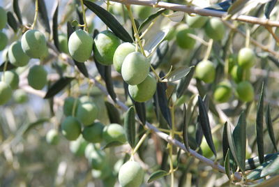 Close-up of fruit growing on tree