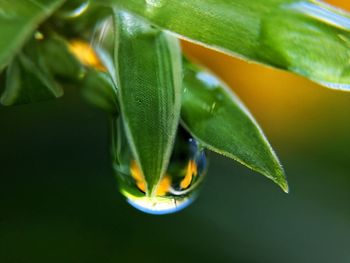 Close-up of water drop hanging from leaves