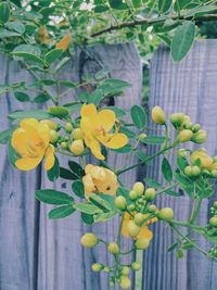 Close-up of yellow flowers
