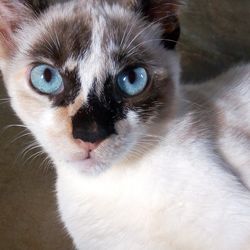 Close-up portrait of cat