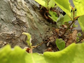 Close-up of insect on tree trunk