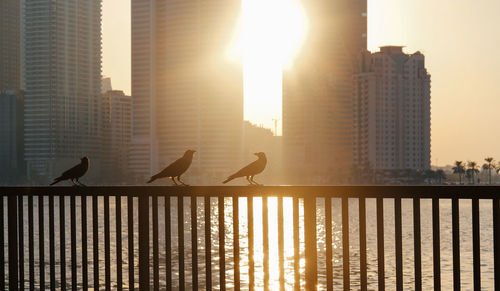 Silhouette birds in city against sky during sunset