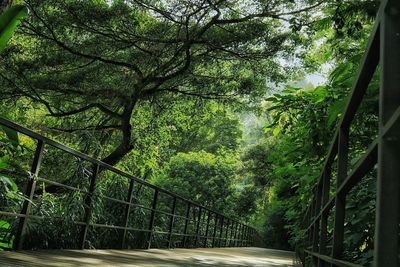 Low angle view of trees