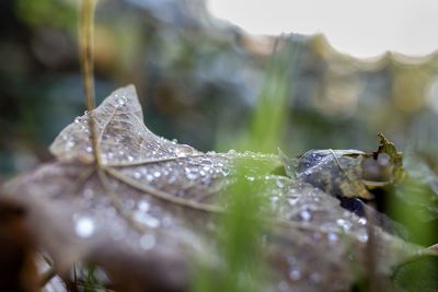 Close-up of wet plant leaves during rainy season