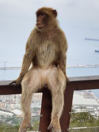 Monkey looking away on railing against sky