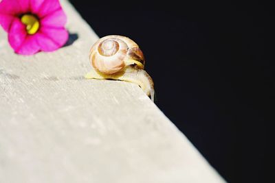 Close-up of snail on rock