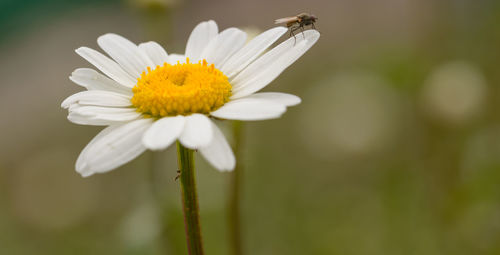 Close-up of insect on white flower