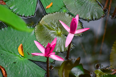 Close-up of red flower