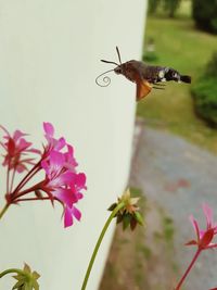 Close-up of insect pollinating on pink flower