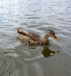 High angle view of mallard duck swimming in lake