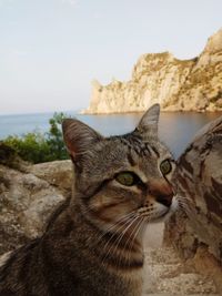 Close-up of cat on rock against sky