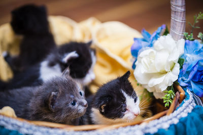 Close-up of kittens in decorated basket