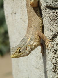 Close-up of lizard on rock