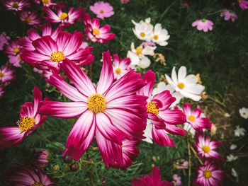High angle view of pink flowering plants