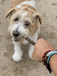 Dog and man playing with a branch