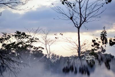 Bare trees against sky during sunset