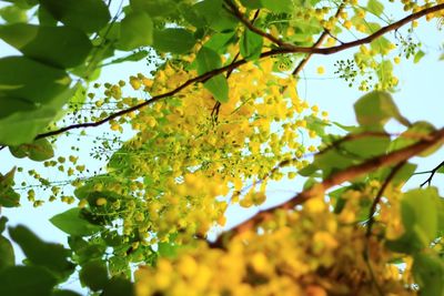 Low angle view of tree against sky