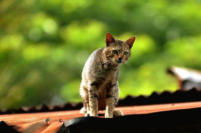 Cat looking away outdoors