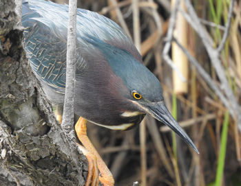 Greenback heron on the hunt for a snack