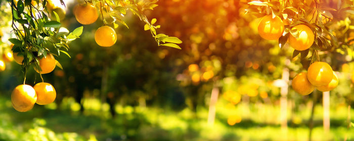 Close-up of yellow flowering plant