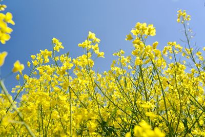 Yellow flowering plants against clear sky