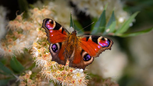 Close-up of butterfly pollinating on flower