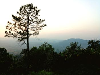 Silhouette trees on landscape against sky during sunset