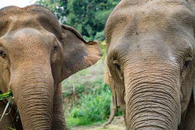 Close-up of elephants