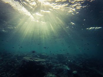 Close-up of fish swimming in sea