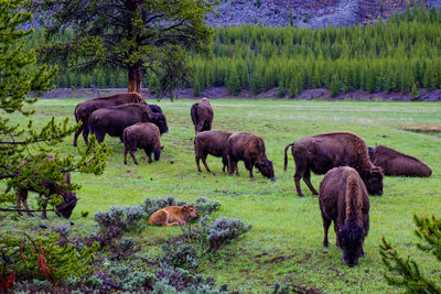 Horses grazing in a field