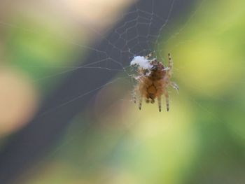 Close-up of spider on web