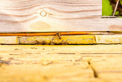 Close-up of bee on wall