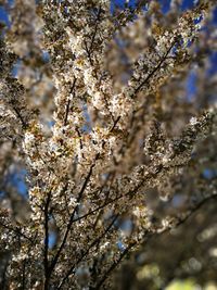 Close-up of flower tree against sky