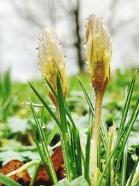 Close-up of wet flower buds growing on field