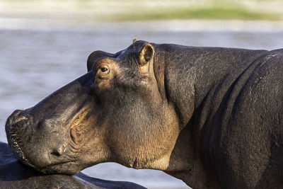 Close-up of a rhino in a lake