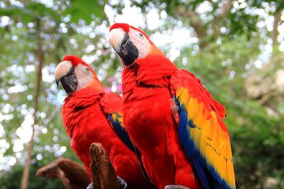 View of parrot perching on branch