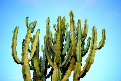 Close-up low angle view of cactus against blue sky